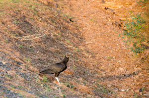 American Black Vulture on the side of the road.