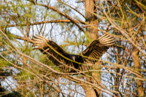 Vulture in the trees with wings spread.