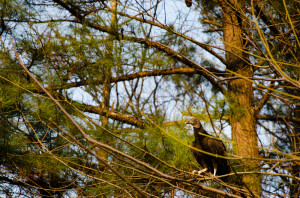 Vulture sitting on a branch beside the road.