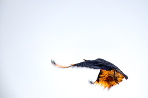 Vulture in flight