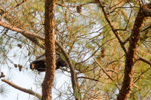 Vulture sitting on a branch beside the road.
