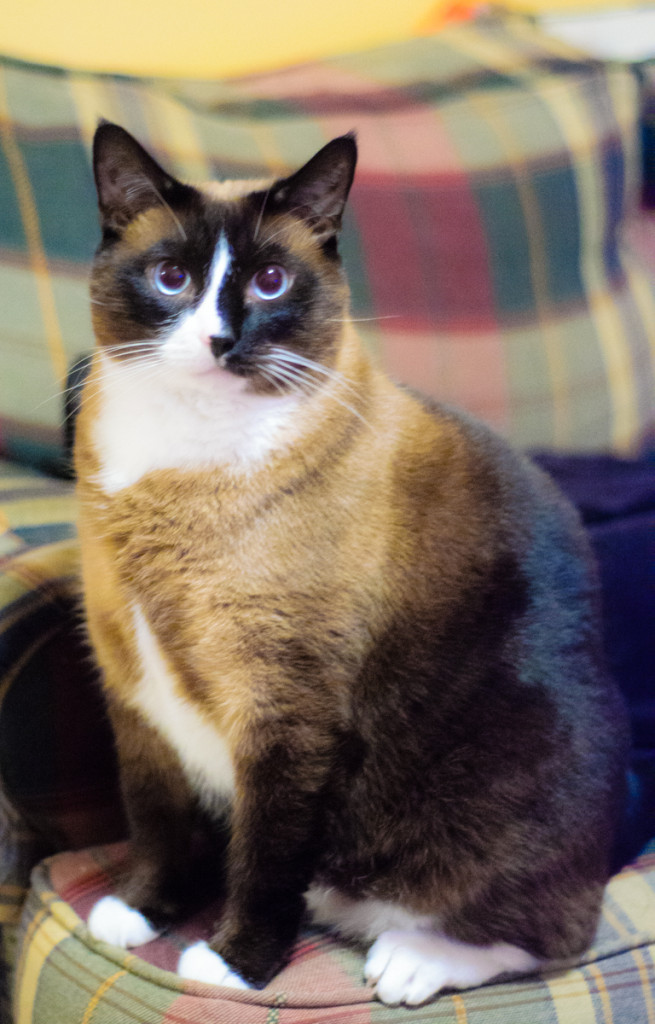 My cat.  Not too bright.