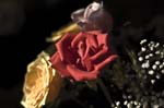 DSC_9243_e